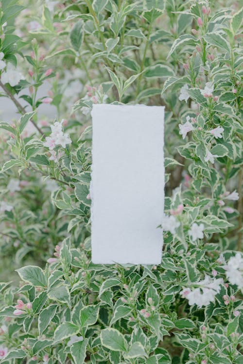 Papier D'imprimante Blanc Sur Plante Verte