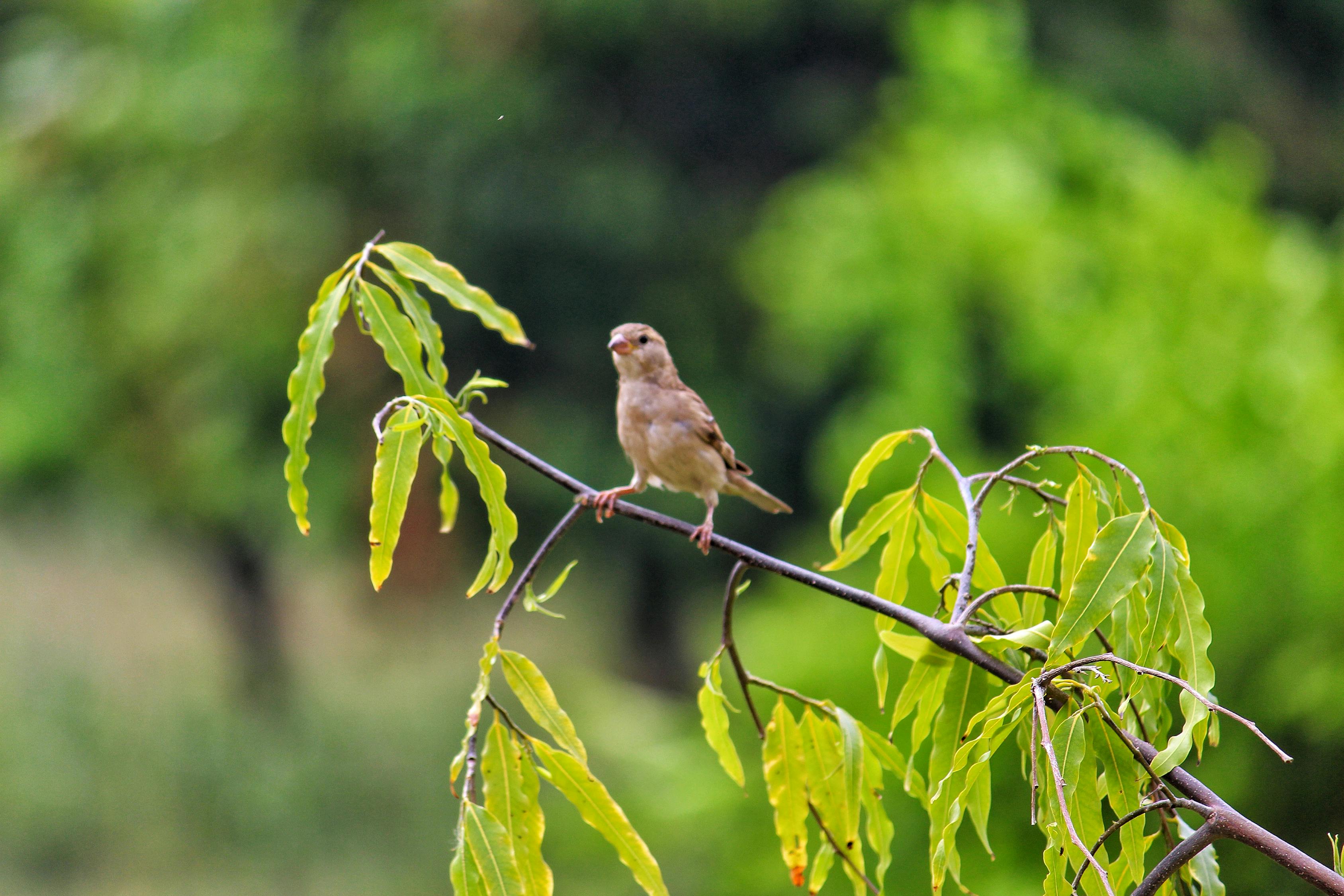 Free stock photo from Tejas · Pexels