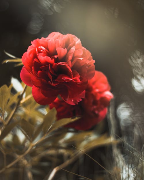 Free Red Peonies in Bloom Stock Photo