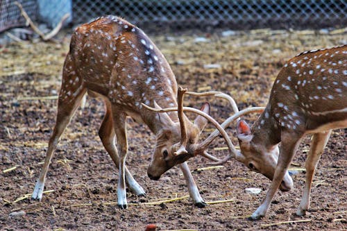 Two Dear Ramming Each Other