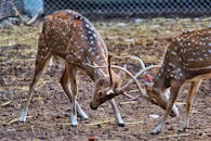 两只年轻的斑点鹿长着鹿角，在户外有趣地互动