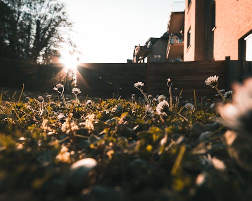 Kostenloses Stock Foto zu appartments, garten, sonnenuntergang