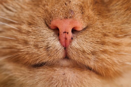 虎斑猫粉红色的鼻子和胡须在微距镜头下，纹理细节清晰可见
