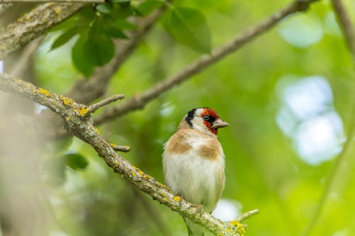 Free European Goldfinch Bird on Tree Branch Stock Photo