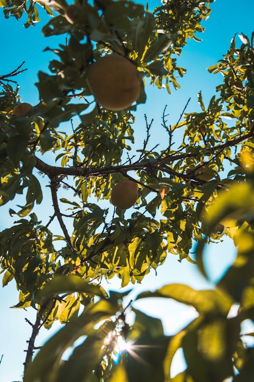 Kostenloses Stock Foto zu baum, pfirsich, sonnenuntergang