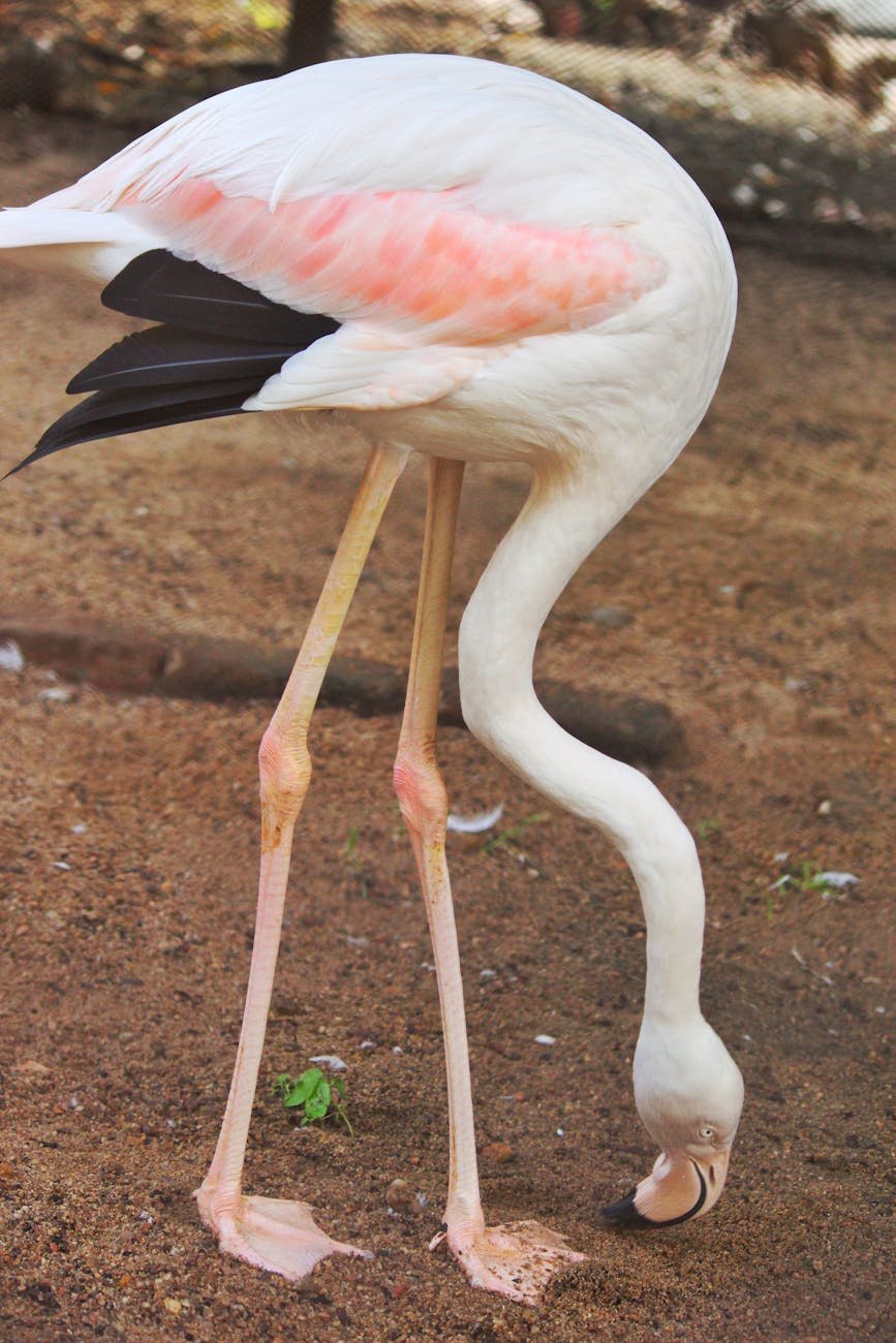 Free stock photo from Tejas · Pexels