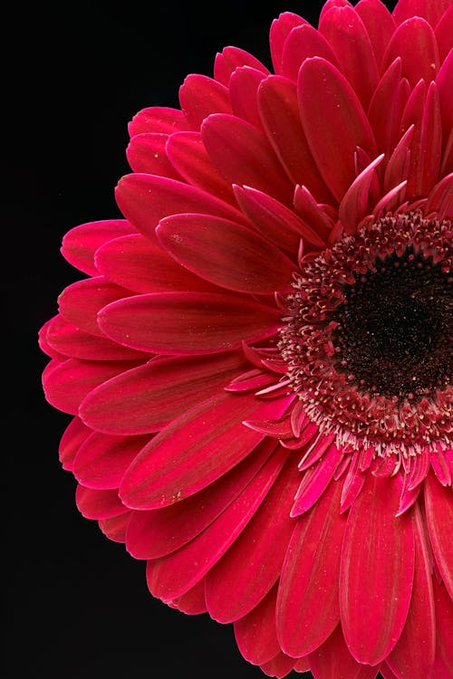 Free Red Gerbera Daisy in Bloom Stock Photo