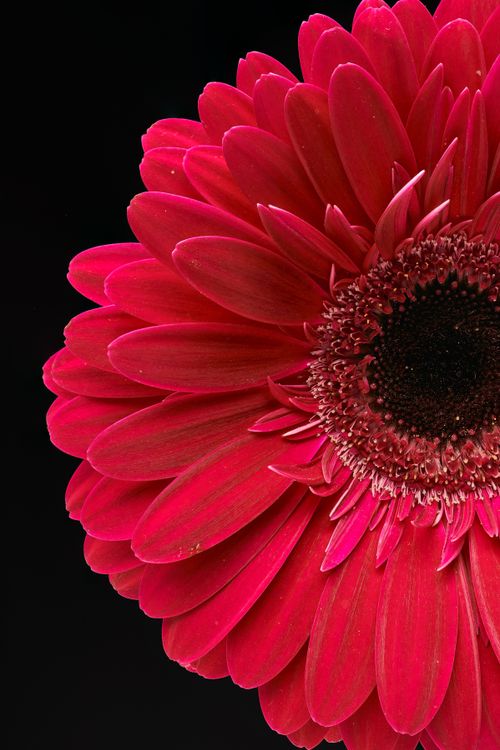 Free Close-up of a vibrant red Gerbera daisy in full bloom against a black background. Stock Photo