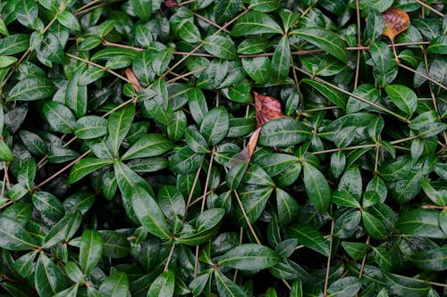 Green Leaves With Brown Dried Leaf