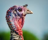 Domestic turkey in countryside against cloudless blue sky