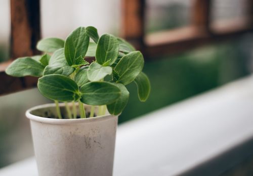 Free A young leafy plant in a white pot, placed on a ledge, with a wooden railing in the background. Stock Photo