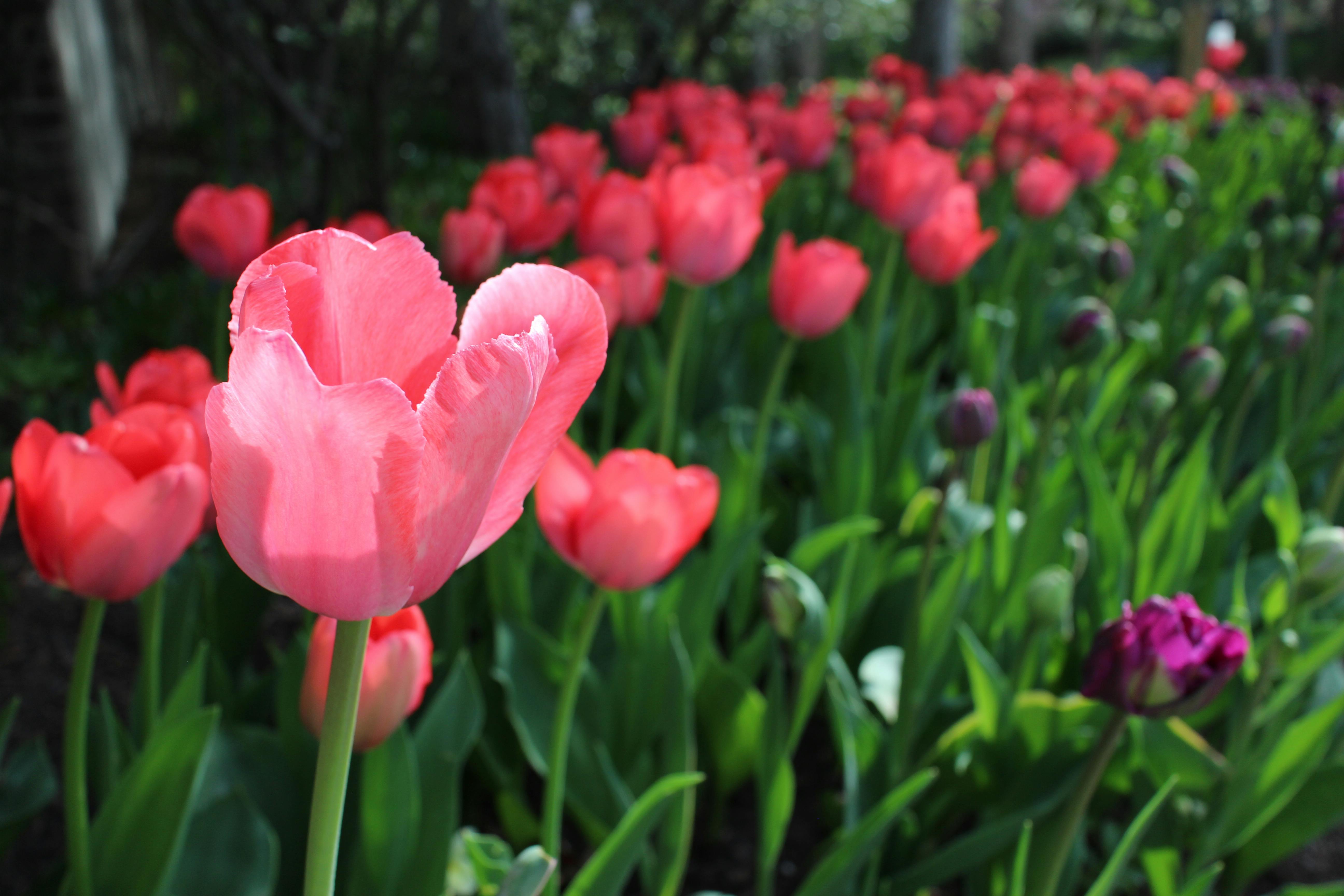 Friends gathered around a laptop, taking an online quiz together