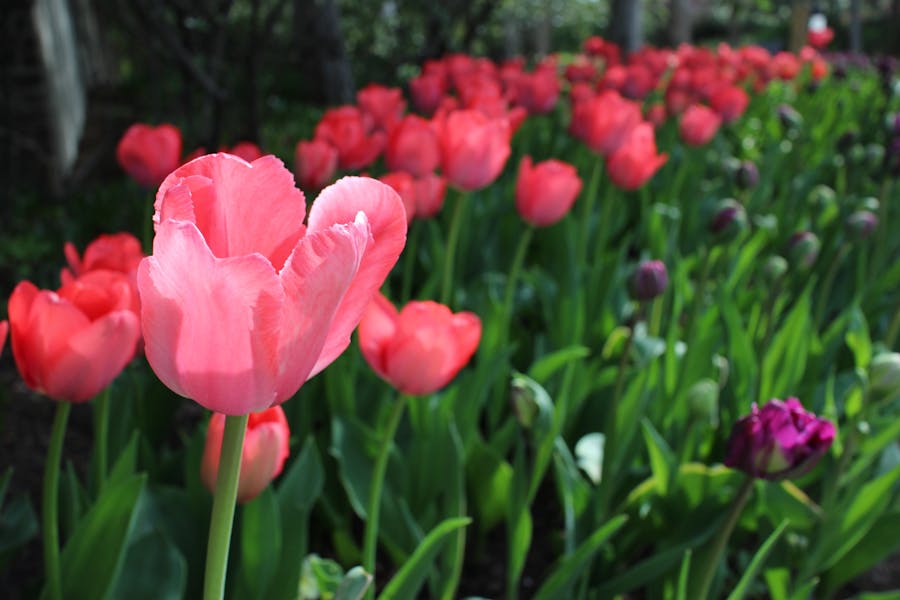 Online shop owner checking laptop and managing e-commerce orders