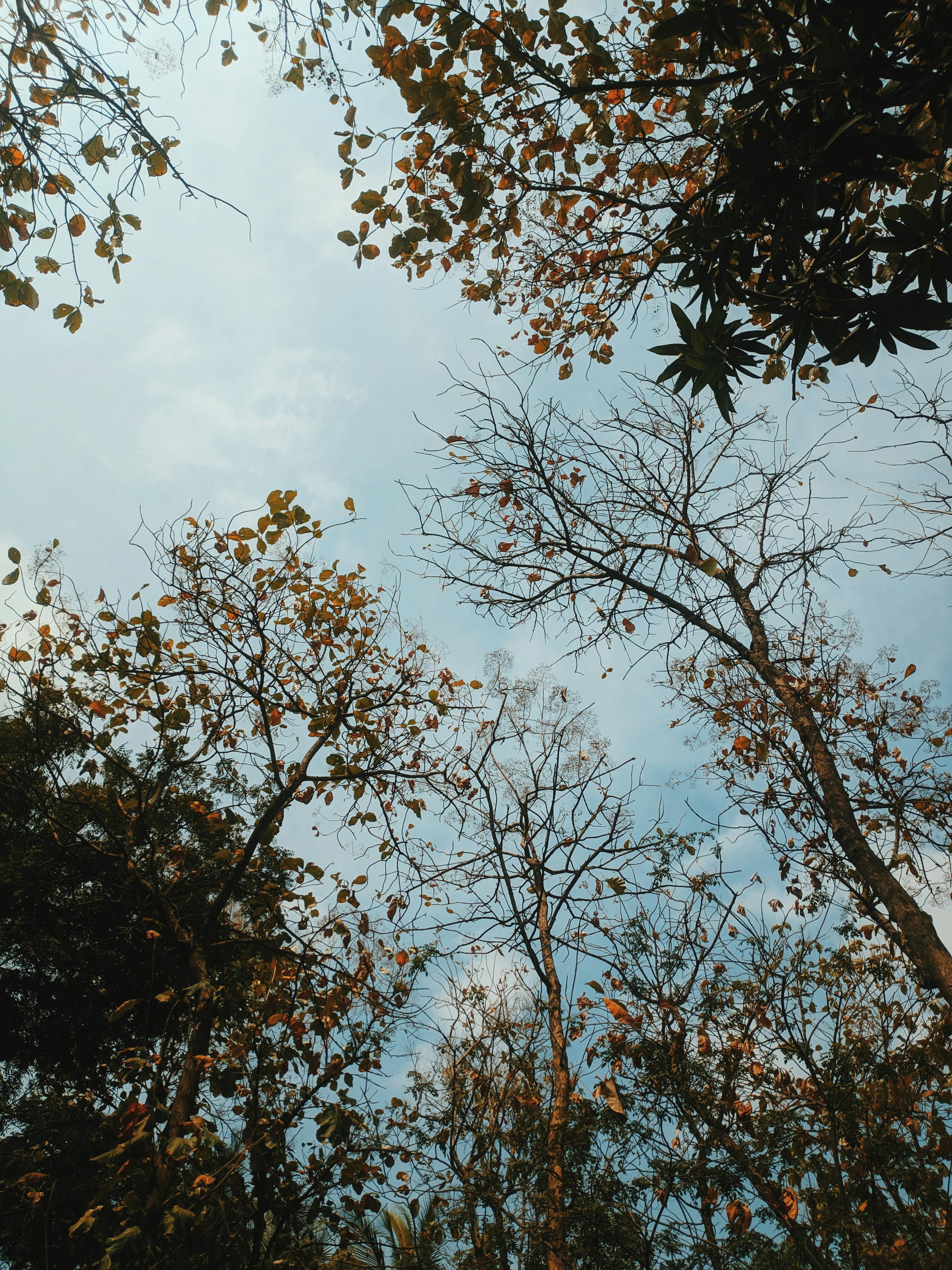 Tall maple trees with autumn foliage under blue sky · Free Stock Photo