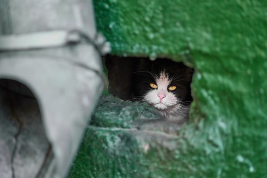 A Cat Behind an Opening on a Green Wall