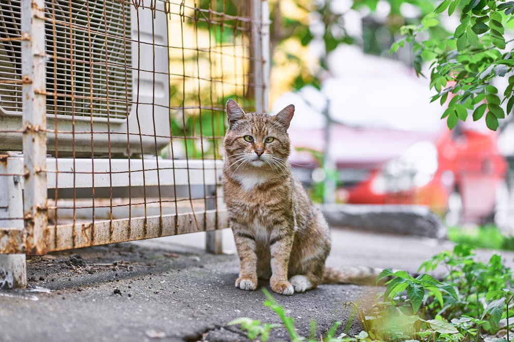 Comprender el comportamiento agresivo de su gato Comprender el comportamiento agresivo de su gato