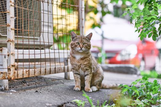 在俄罗斯莫斯科的户外，一只虎斑猫坐在生锈的栅栏附近的水泥地上