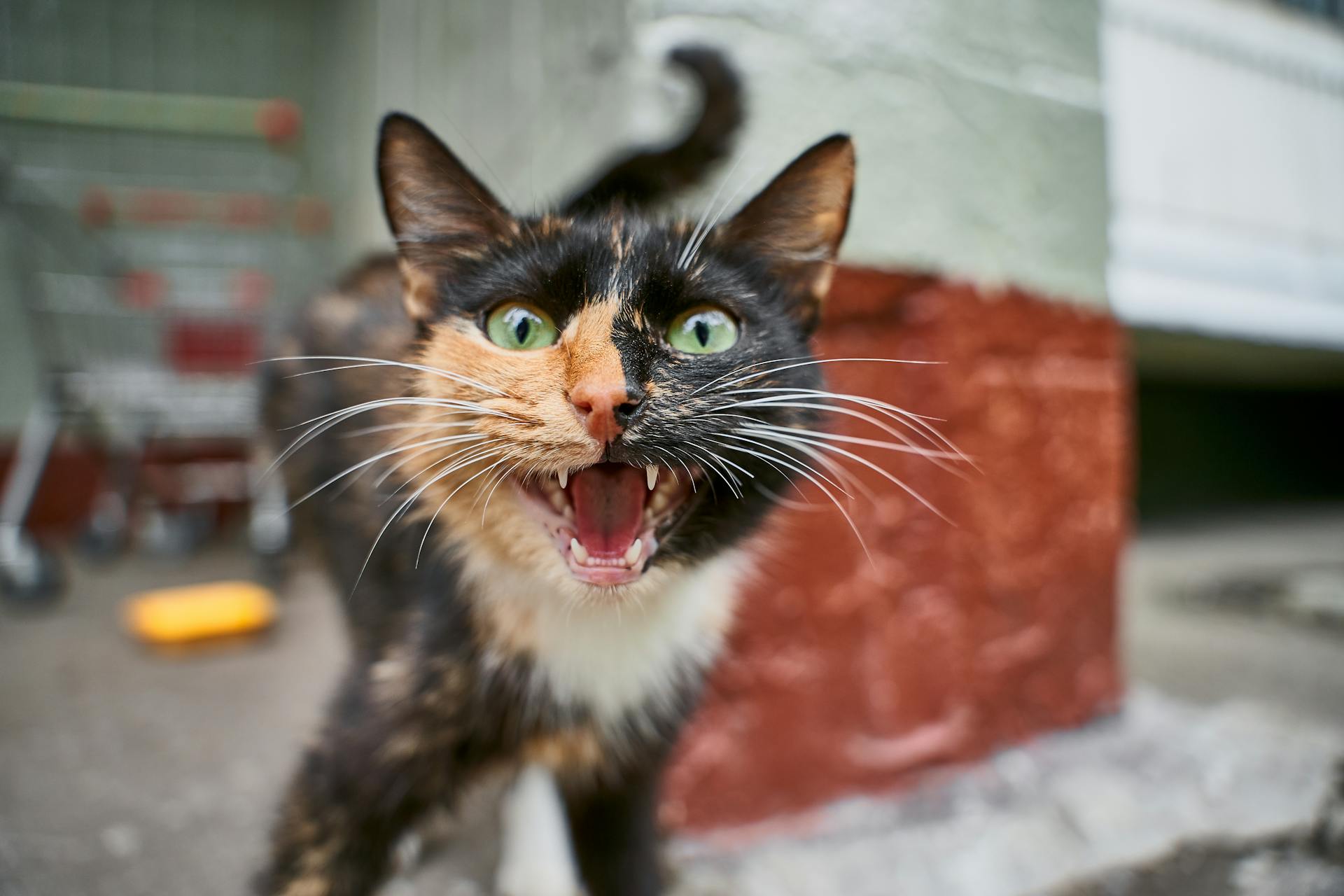 Een bruine en zwarte boze kat