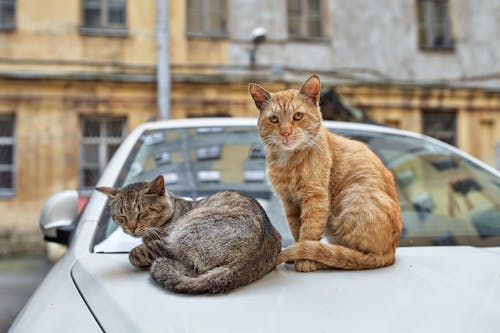 Cats on a Car Hood
