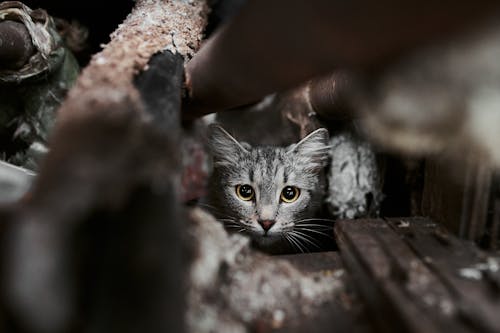 A Tabby Kitten Hiding 