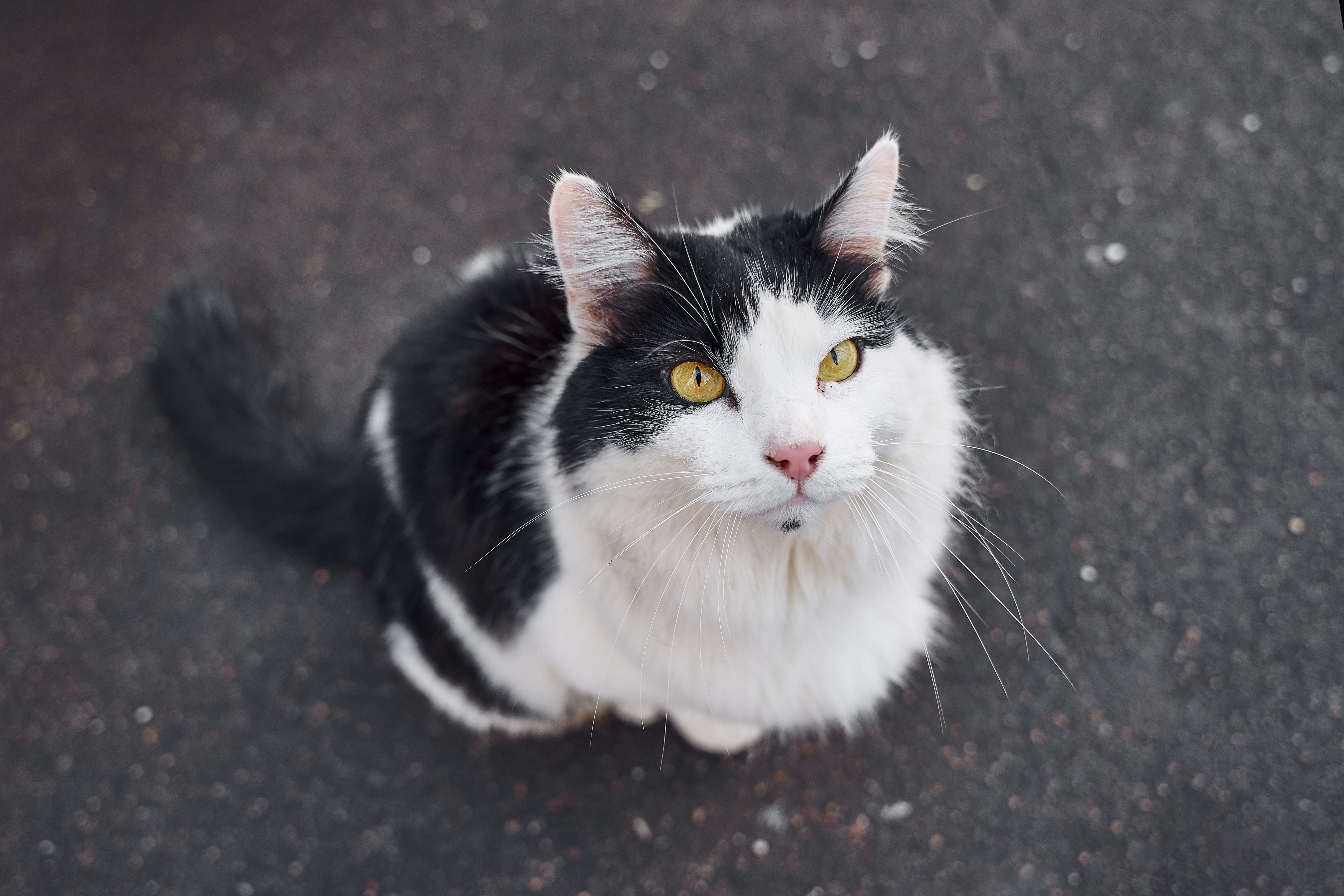 White and Black Cat Sitting on Concrete Floor · Free Stock Photo
