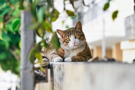 特拉维夫的绿植丛中，一只可爱的虎斑猫正卧在墙上