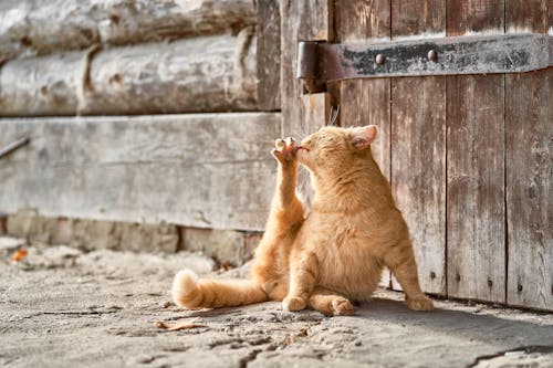 Gratis stockfoto met betonnen vloer, felidae, gestreepte kat