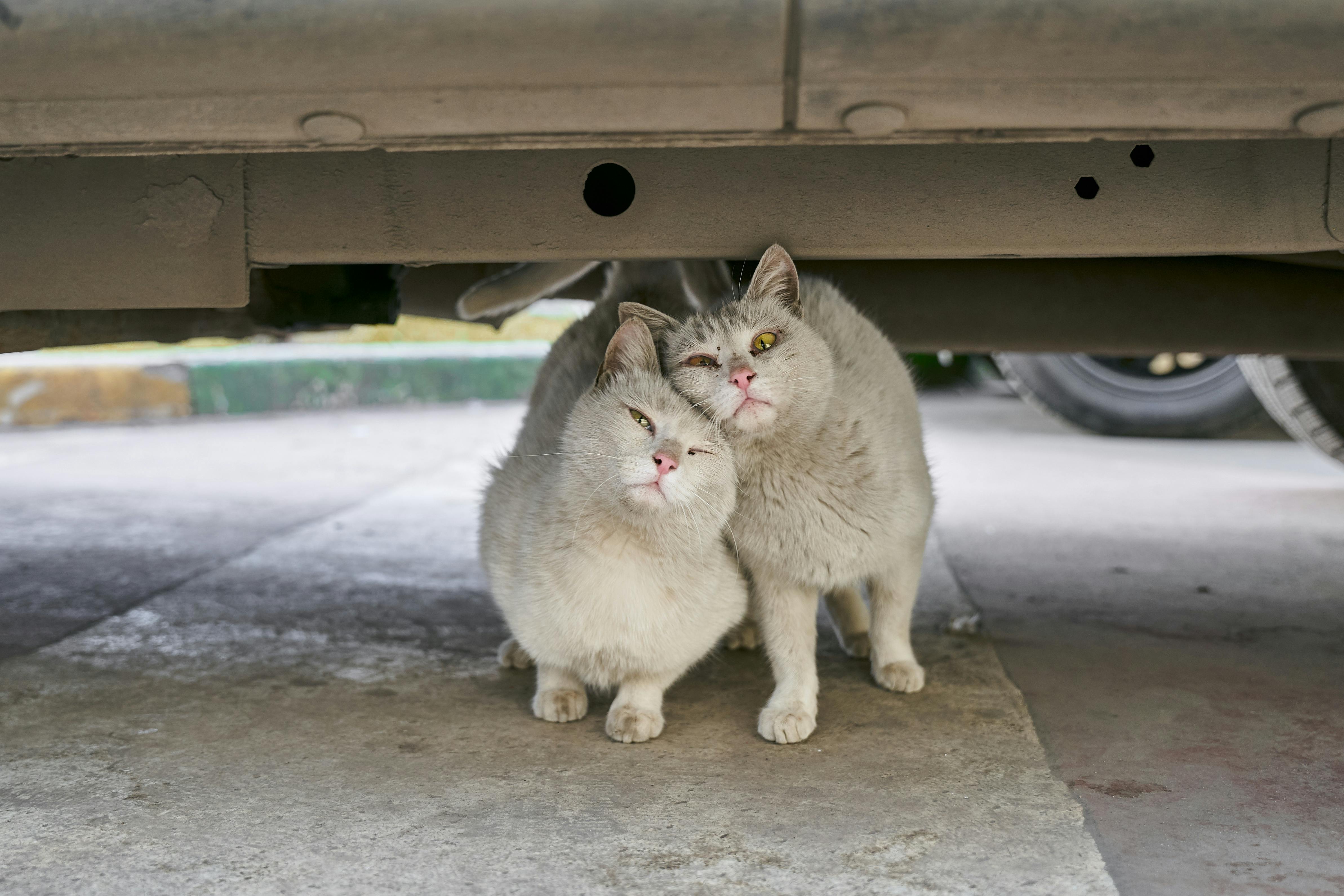 Burmese cats steal our hearts