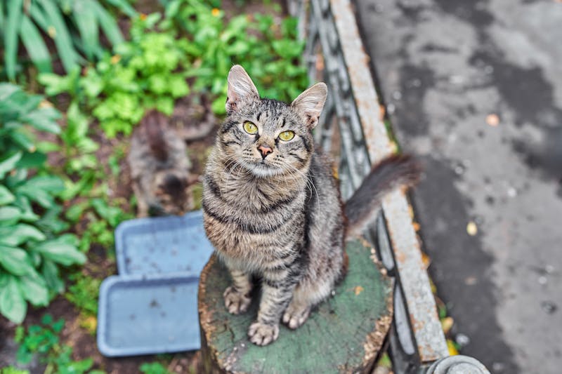 Buletin de determinare emis de laborator