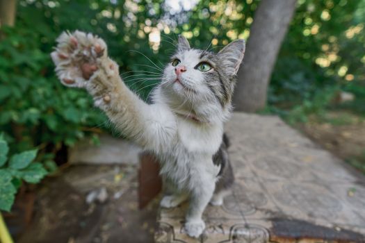 好奇的猫将爪子伸向户外，四周环绕着郁郁葱葱的绿植，这正是宠物爱好者的理想画面