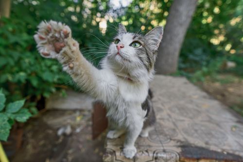 Free Curious cat reaching out with paw outdoors, surrounded by lush greenery. Perfect for pet lovers. Stock Photo