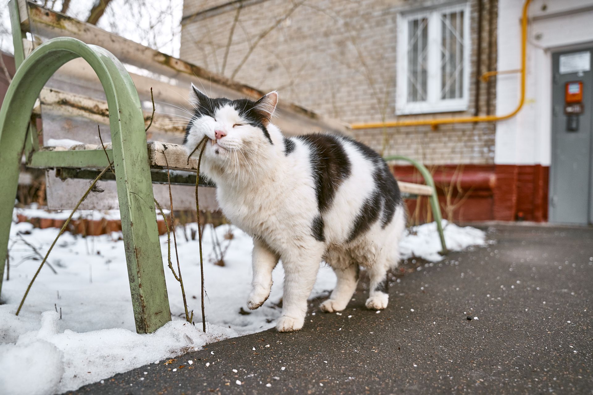 A Cat Biting a Dried Stem Near a Metal Bench