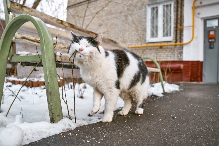 A Cat Biting A Dried Stem Near A Metal Bench