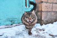 莫斯科雪地上，一只凶猛的流浪猫行走的特写