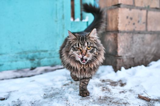莫斯科雪地上，一只凶猛的流浪猫行走的特写