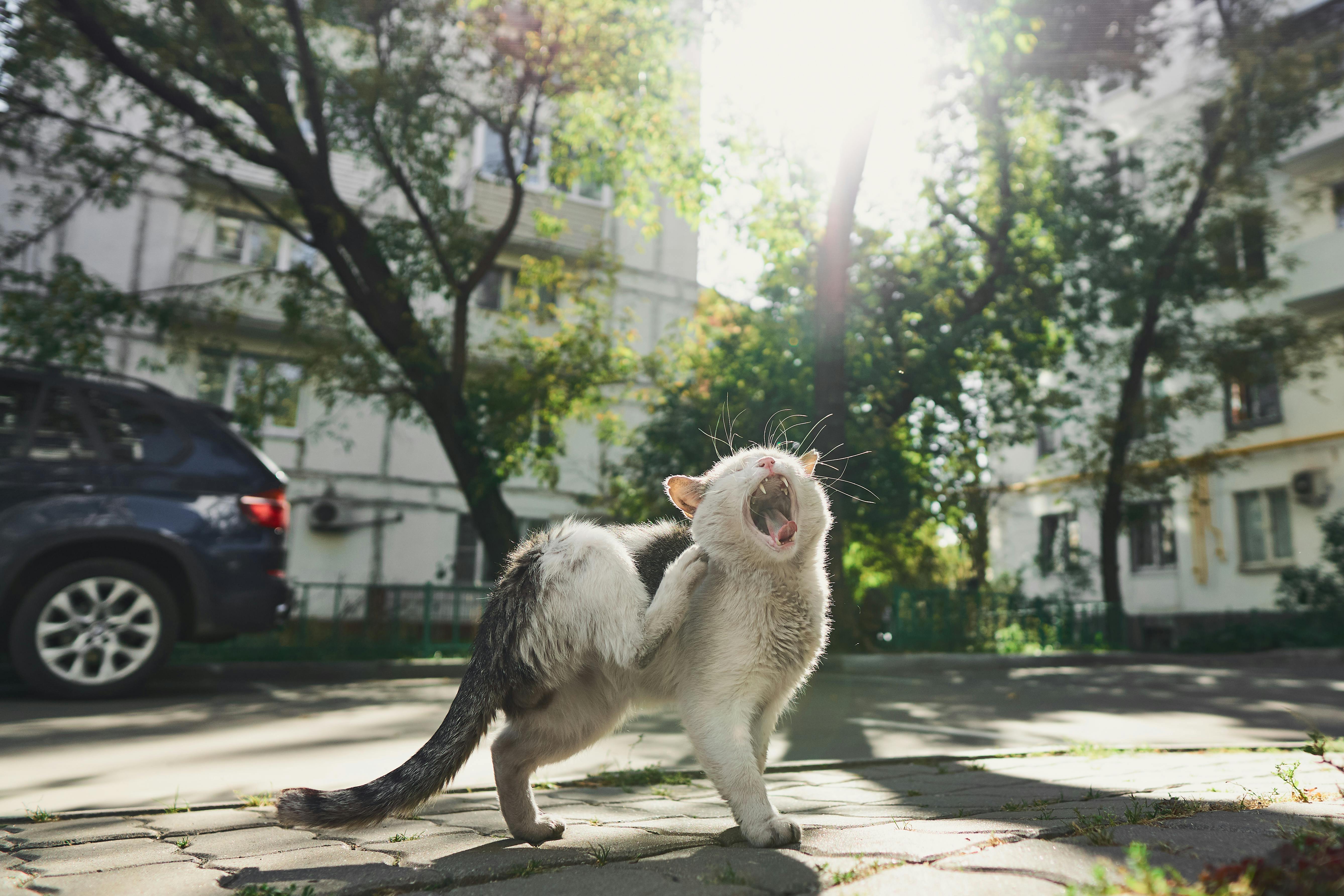 A stray cat yawning and stretching on a sunny street in Moscow, with sunlight filtering through trees.