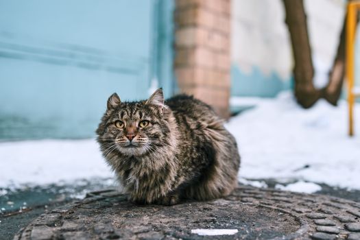 一只蓬松的虎斑猫坐在白雪皑皑的莫斯科户外