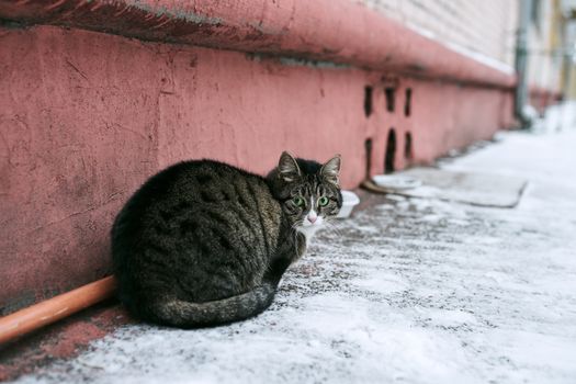 在俄罗斯莫斯科一条白雪皑皑的街道上，一只流浪猫目光警惕地坐着