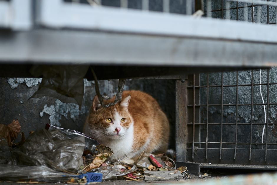 Stowaway Cat Survives Montreal-to-Cornwall Truck Ride, Found at Walmart