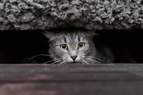 Základová fotografie zdarma na téma čenich, dívání, kočka domácí