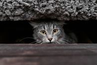 一只黄眼睛的斑猫从黑暗的凹处偷看，营造出神秘而引人入胜的画面