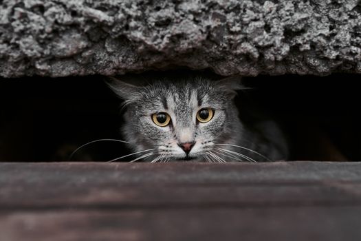 一只黄眼睛的斑猫从黑暗的凹处偷看，营造出神秘而引人入胜的画面
