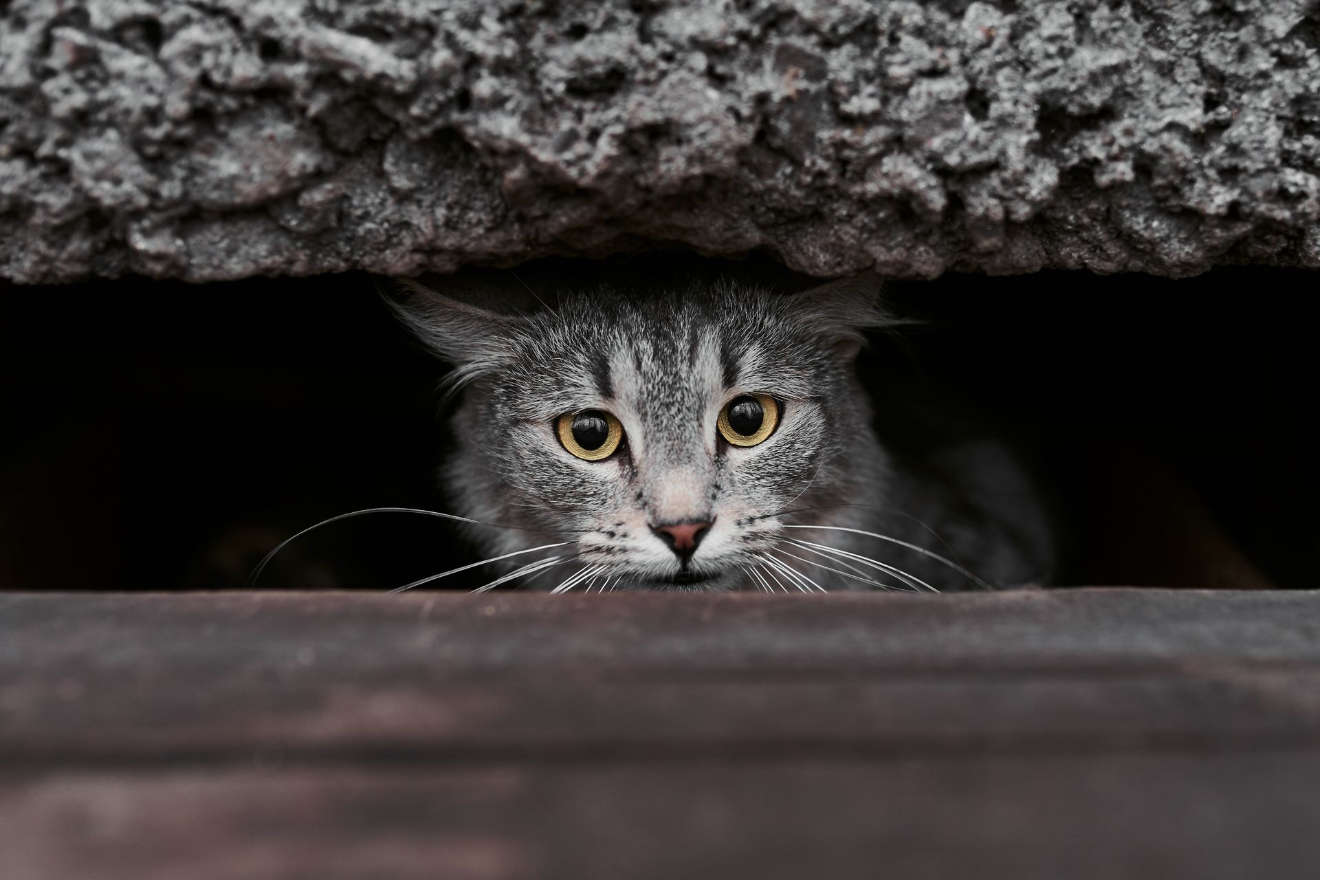 A Gray Tabby Cat Peeking