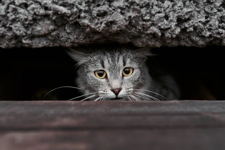 A Gray Tabby Cat Peeking