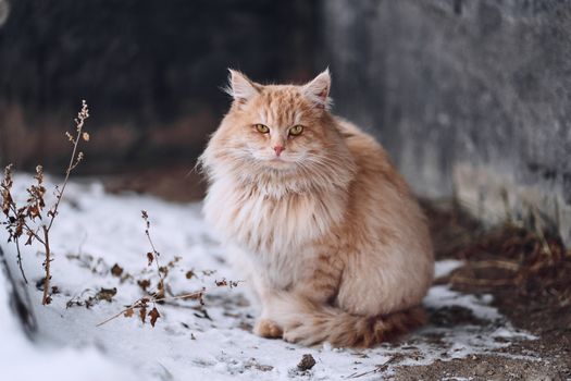 一只蓬松的橙色虎斑猫坐在户外积雪的地面上，展示着它厚厚的皮毛