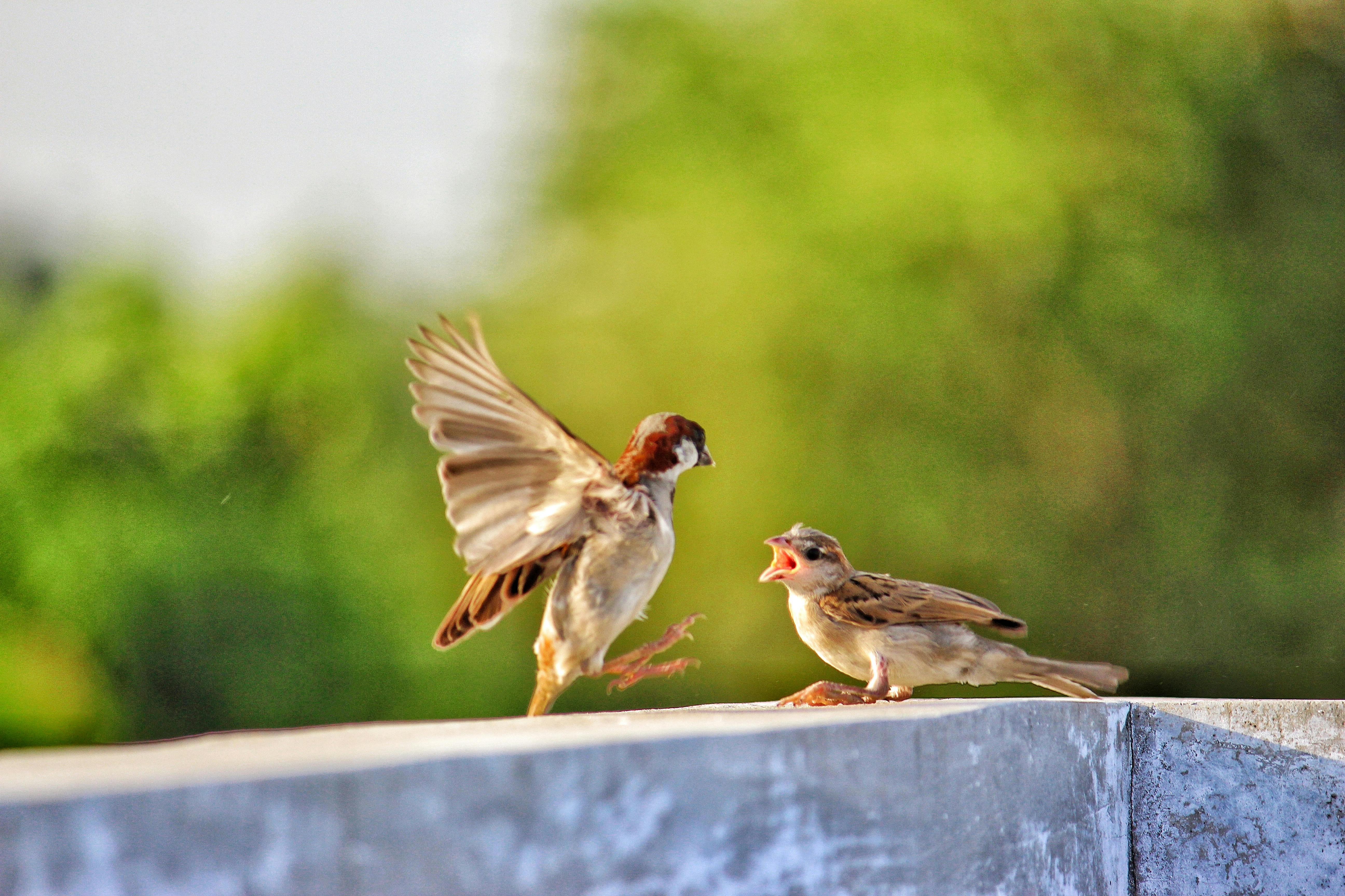 world sparrow day hd wallpaper