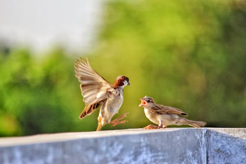 Kostenlos Selektiver Fokus Von Zwei Vögeln Auf Betonbalken Stock-Foto