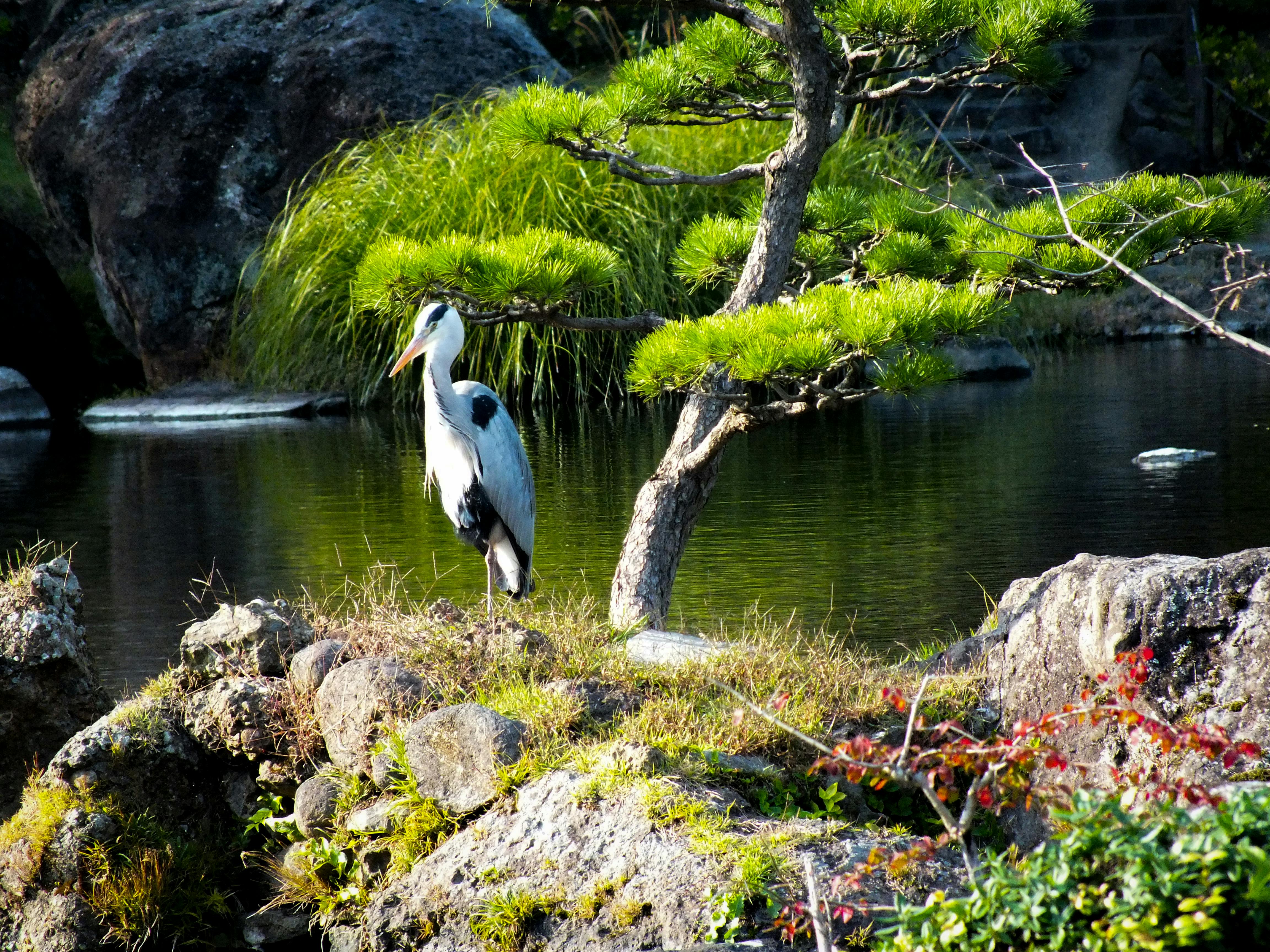 Free stock photo of bird, garden, japan