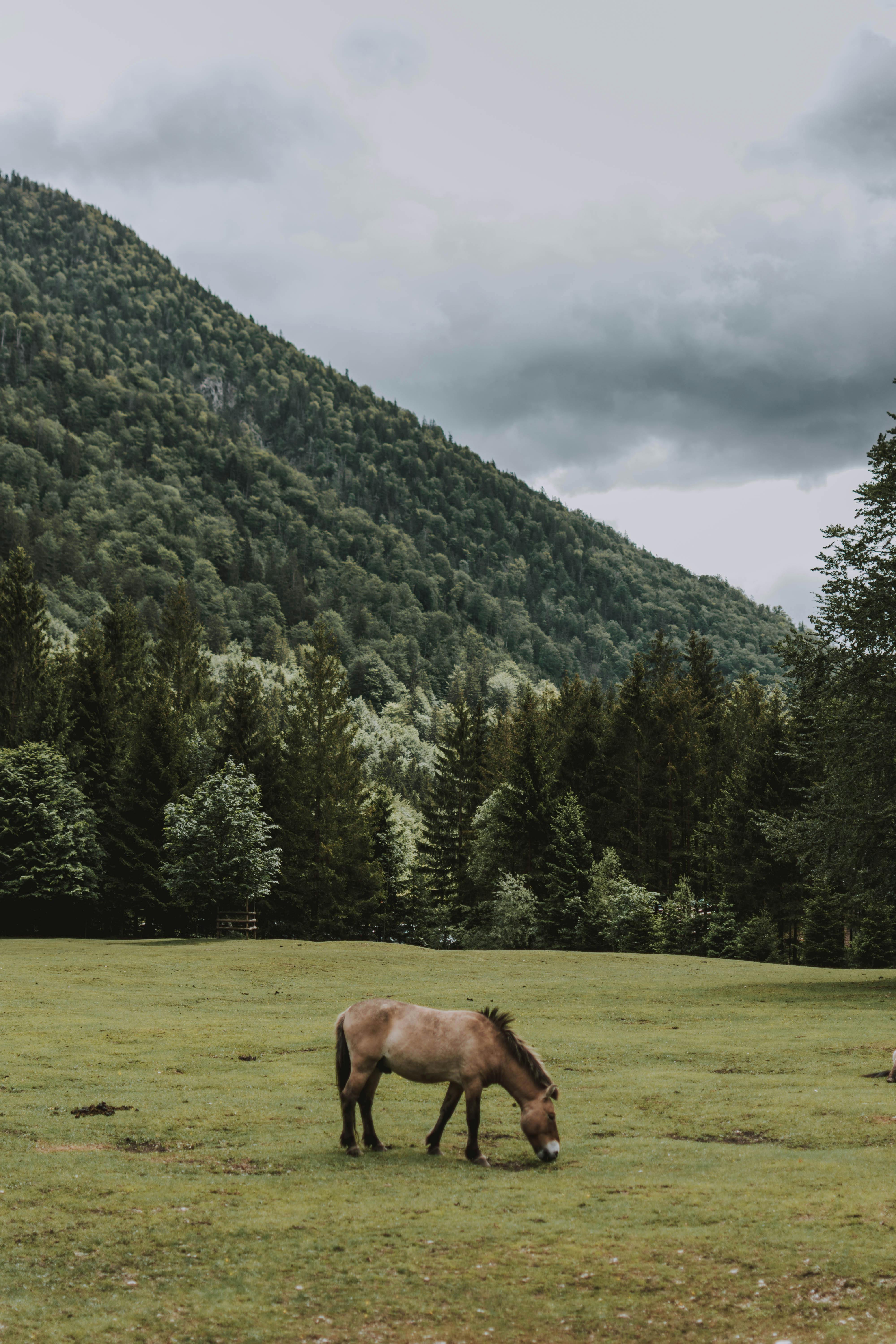 Bay roan domestic horse grazing on grassy meadow surrounded by picturesque green mountains in valley