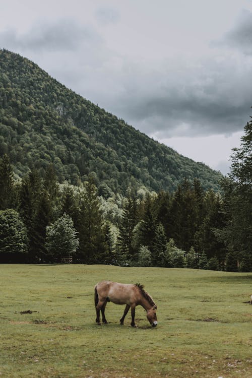 Fotos de stock gratuitas de al aire libre, animal, árbol